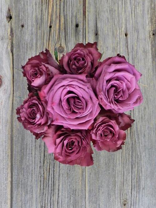 BLUEBERRY  LAVENDER ROSES